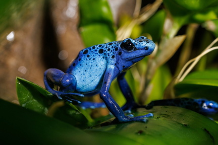 National Frog Fest