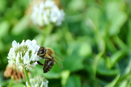 Japanese Honeybee Breeding Course for Beginners.v1
