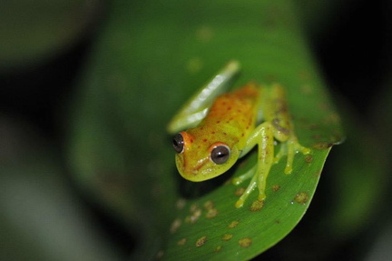 World Frog Day