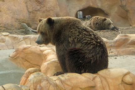 World Bear Day - Little Rock Zoo
