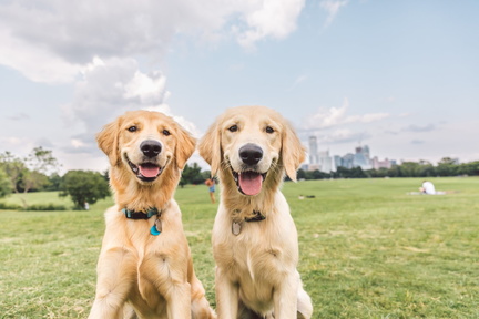 Goldens+Off+Leash