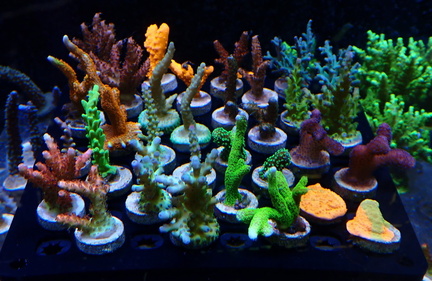 Coral Show