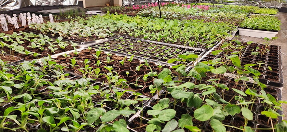 Spring Planting