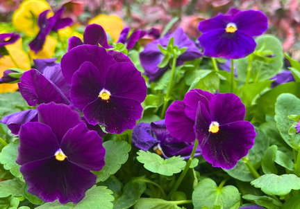 35th Annual Flower and Garden Show