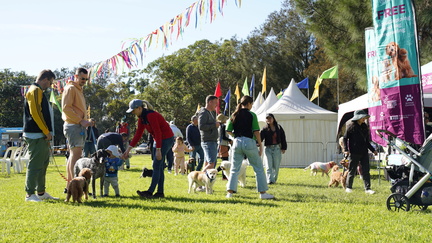 Pets Day Out