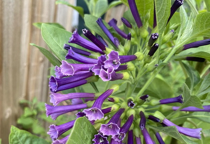Polk Country Plant &amp; Garden Lovers Swap