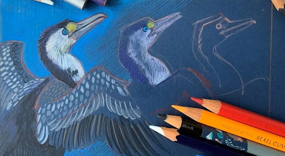 Portraying Birds in Colour Pencil