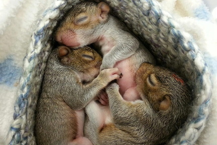 baby-squirrels