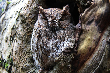 Hoo’s in Your Forest