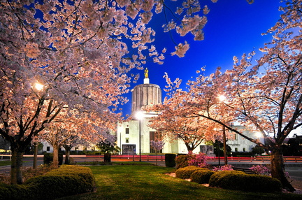 Yozakura Nighttime Viewing of the Cherry Blossoms