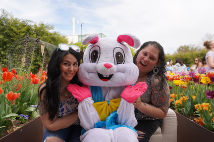 3rd Tulip Festival