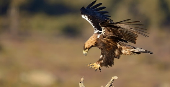 th 1cce678baa2865fe866ba90e481edd63 AGUILA-LLLL