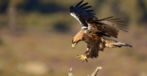 th 1cce678baa2865fe866ba90e481edd63 AGUILA-LLLL