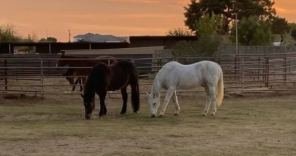 Reiki Among the Horses