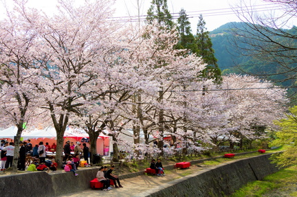 The 9th Hisayama Ino Sakura Festival