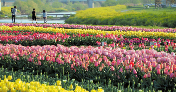 Norimatsu Kanayama River Tulip Festival