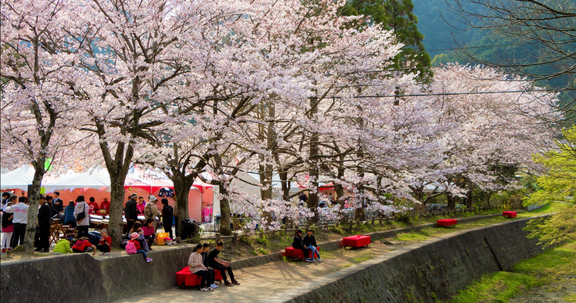 The 9th Hisayama Ino Sakura Festival