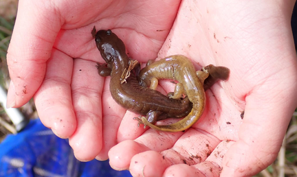 Amphibian Spawning Festival 2025