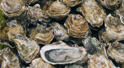 Sennan Oyster Festival