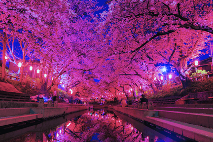 Minuma Tambo Cherry Blossom Corridor Light-up