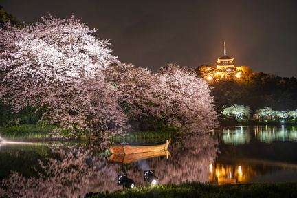 Cherry Blossom Illumination