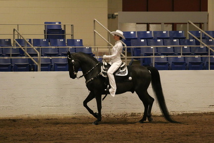 Annual Carousel Charity Horse Show
