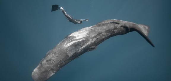 Ocean Film Festival World Tour 2025
