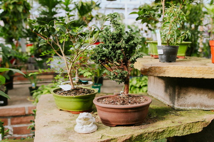 Bonsai Class - Bath Garden Center and Nursery