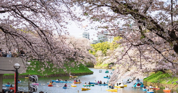 2025 Machida Sakura Festival
