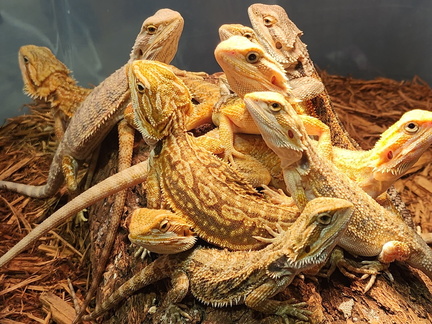 Repticon Jacksonville 2025