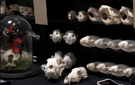 Oddities &amp; Curiosities Expo