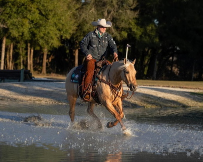 Ride the Wave Premier Horse Sale