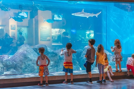 Aquarium Toledo Zoo.v1