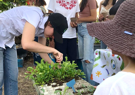 Sprouts and Microgreens Making Workshop