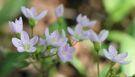 Wildflower Walk