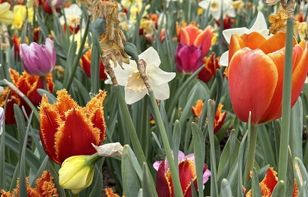 1st Annual Daffodil and Tulip Flower Show