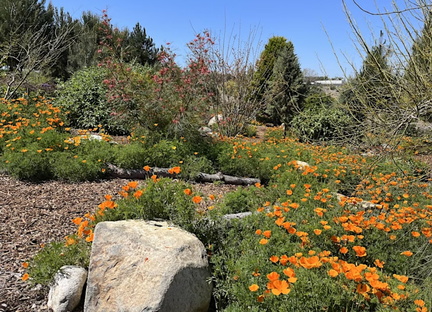 Poppy Stroll