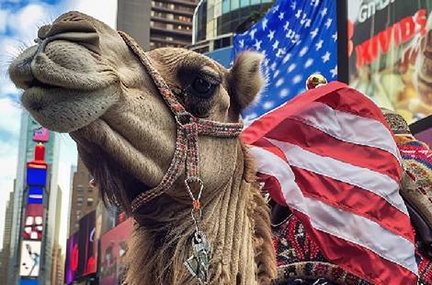 NYC Camelid Experience.v1