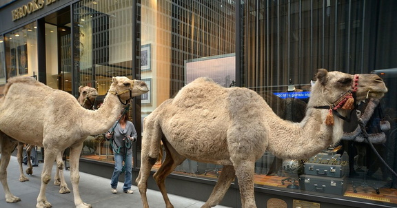 3b3ce6a08c2ee2ed328557f61676a8fe66-30-camels-new-york.2x.rsocial.w600