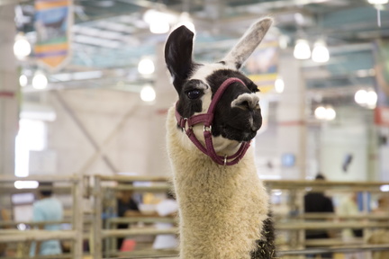 Alpacas-Llamas-2-scaled