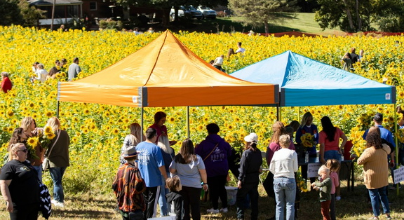 Sunflowers Festival at Gorman Farm