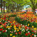Taean World Tulip Flower Festival