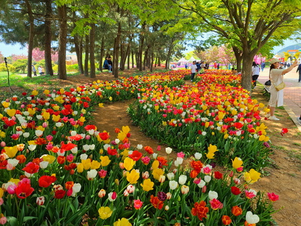 Taean World Tulip Flower Festival