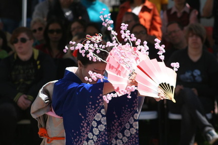 Japanese Cherry Blossom