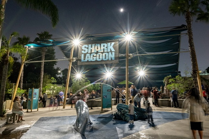Shark Lagoon Nights
