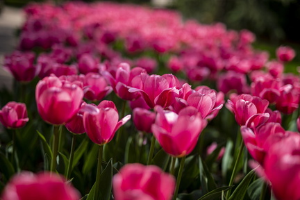 BOT-tulips-040720_049-scaled