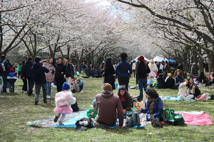 2025 Subaru Cherry Blossom Festival