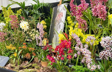 Bristol Rare Plants &amp; Orchid Fair 2025