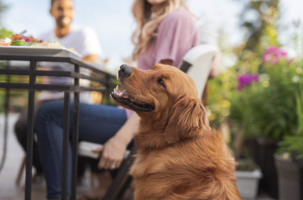 Patio Dog Stock