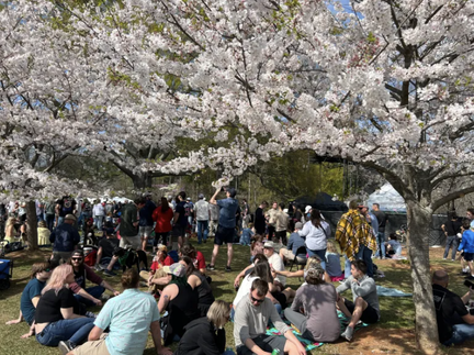 Cherry Blossom Fest_Blackburn Park